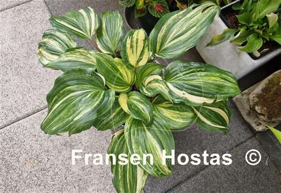 Hosta Sparkle